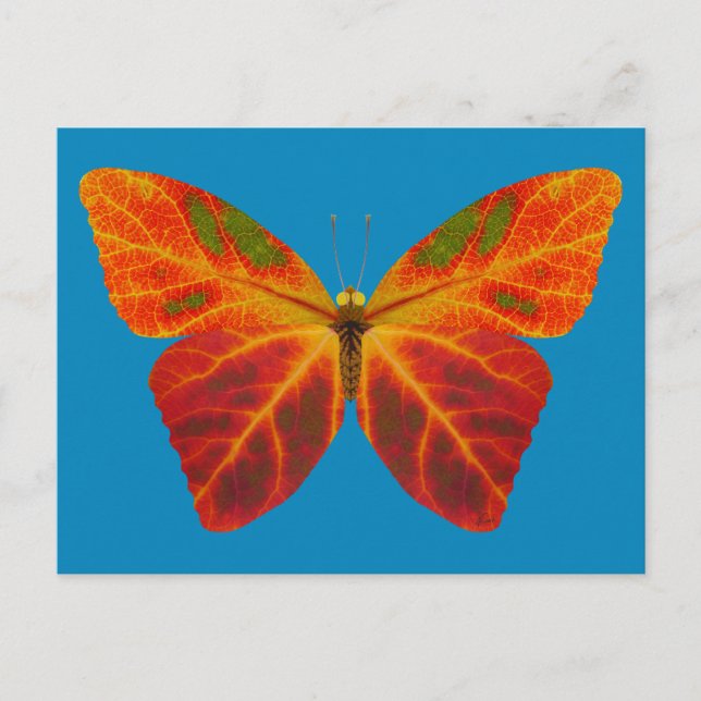 Aspen Leaf Butterfly 2 Postcard (Front)