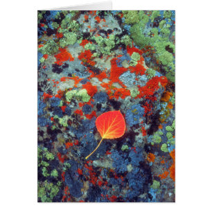 Aspen leaf on a lichen covered rock