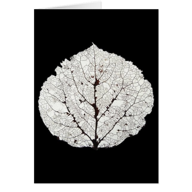 Aspen Leaf Skeleton 1 (Front)