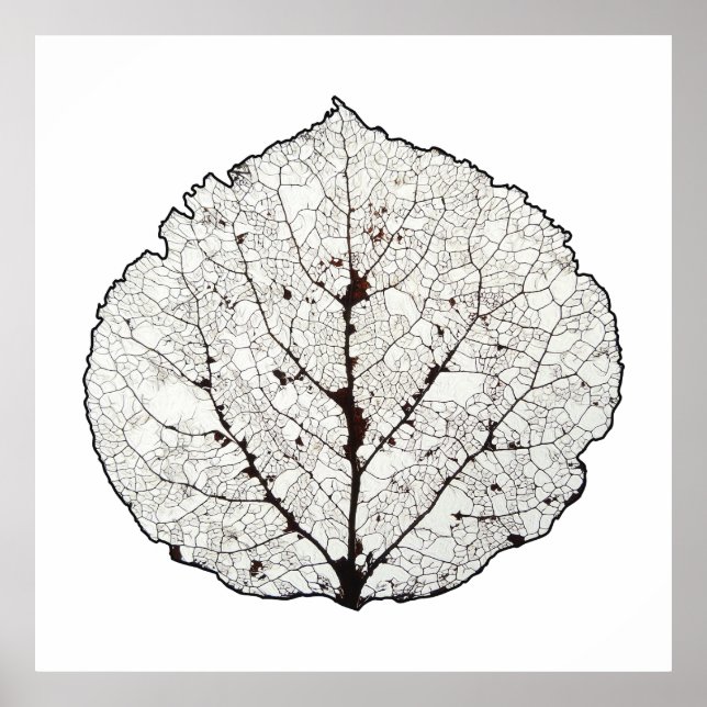 Aspen Leaf Skeleton 1 Poster (Front)