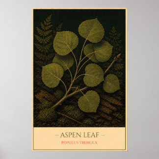 Aspen Leaf – Vintage Botanical Illustration Poster