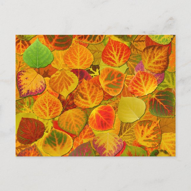 Aspen Leaves Collage Solid Medley 1 Postcard (Front)