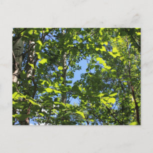Aspen Poplars Postcard