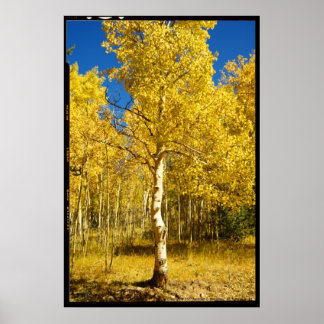 Aspen Tree, Cripple Creek, Colorado Poster