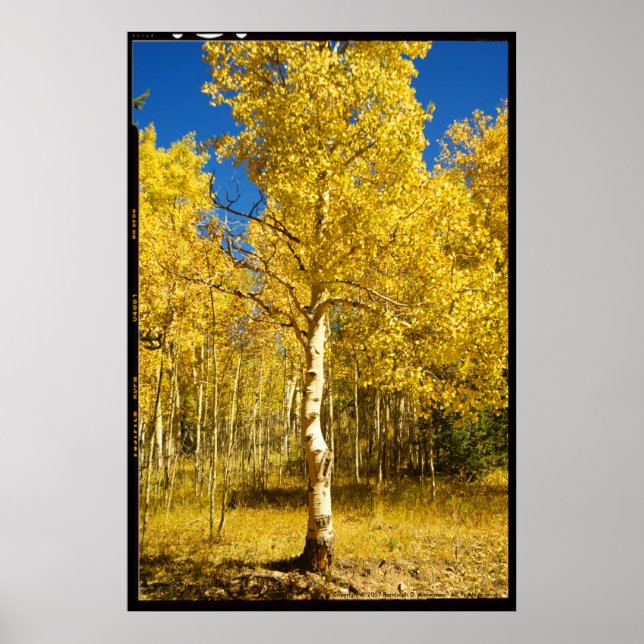 Aspen Tree, Cripple Creek, Colorado Poster (Front)