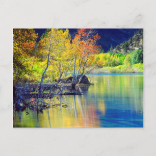 Aspen tree in autumn reflecting in Grant Lake Postcard