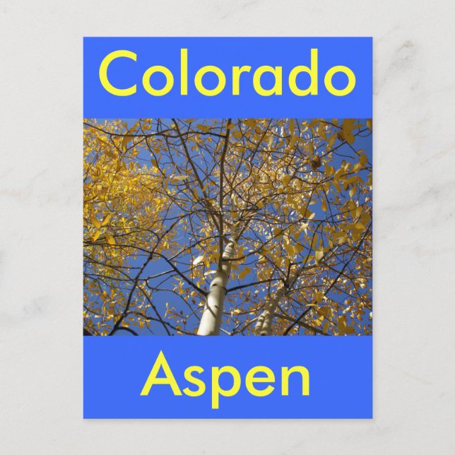 Aspen tree looking up through yellow leaves. postcard (Front)