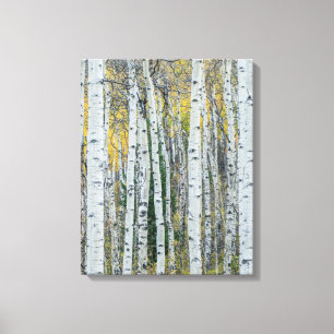 Aspen Tree Trunks   Aspen, Colorado Canvas Print