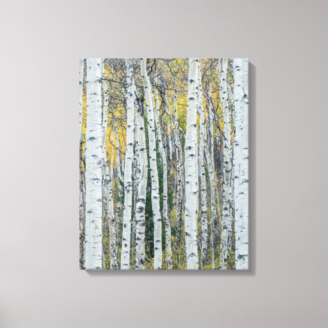 Aspen Tree Trunks | Aspen, Colorado Canvas Print (Front)