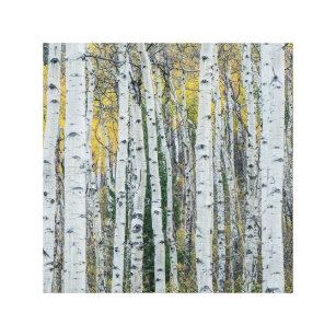 Aspen Tree Trunks   Aspen, Colorado Canvas Print