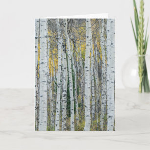 Aspen Tree Trunks   Aspen, Colorado Card