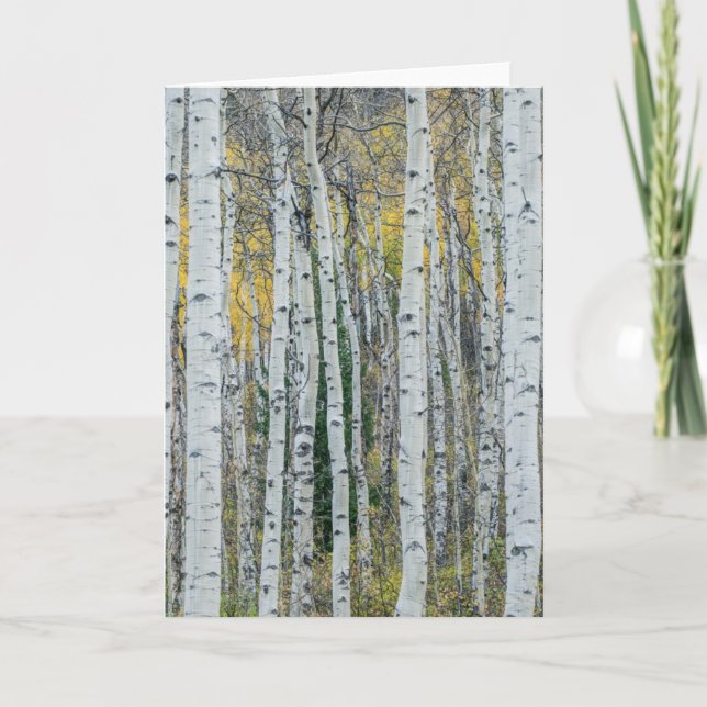 Aspen Tree Trunks | Aspen, Colorado Card (Front)