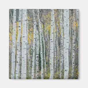 Aspen Tree Trunks   Aspen, Colorado Magnet