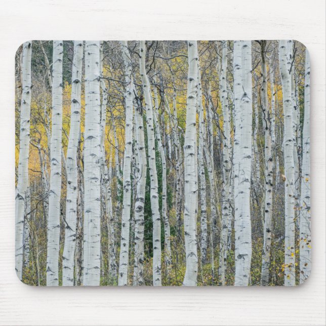 Aspen Tree Trunks | Aspen, Colorado Mouse Mat (Front)