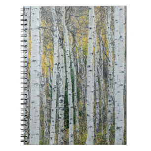 Aspen Tree Trunks   Aspen, Colorado Notebook