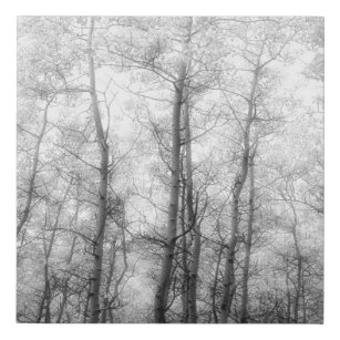 Aspen Trees - Black & White Faux Canvas Print