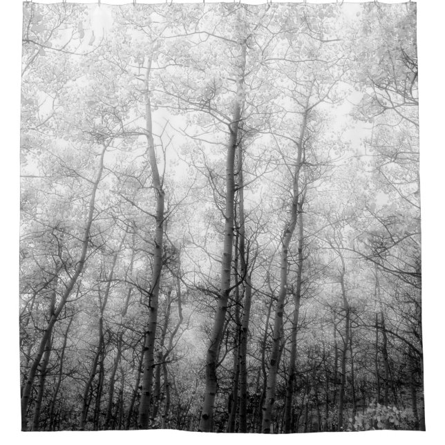 Aspen Trees - Black & White Shower Curtain (Front)
