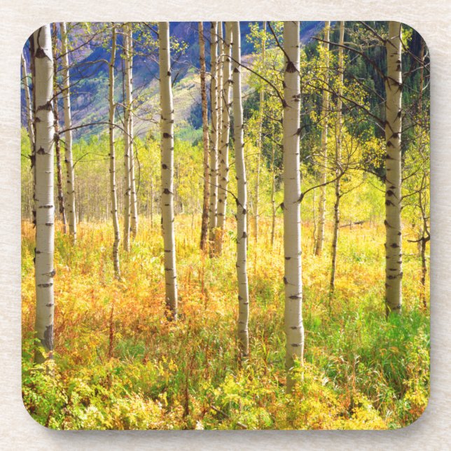 Aspen Trees in Autumn in the Rockies Coaster (Front)