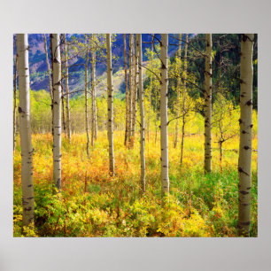 Aspen Trees in Autumn in the Rockies Poster