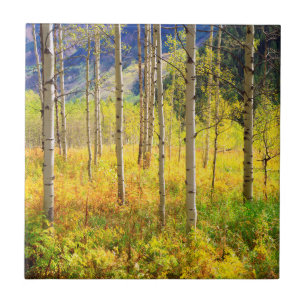 Aspen Trees in Autumn in the Rockies Tile