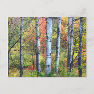 Aspen Trees in Autumn Postcard