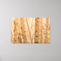 Aspen Trees in Autumn Sunlight