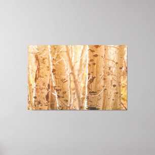 Aspen Trees in Autumn Sunlight Canvas Print