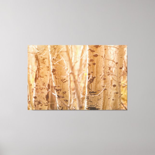 Aspen Trees in Autumn Sunlight Canvas Print (Front)