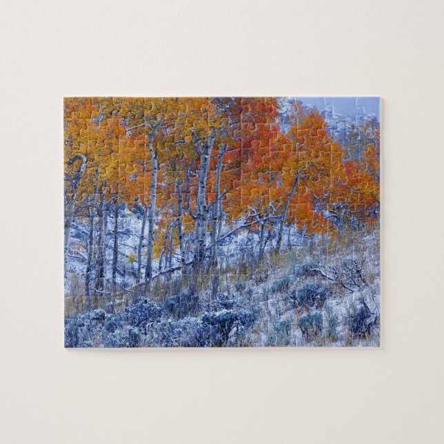 Aspen trees in Fall colours, Bighorn Mountains, Jigsaw Puzzle (Horizontal)