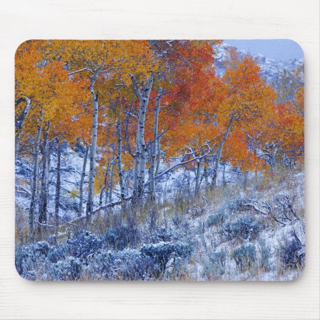 Aspen trees in Fall colours, Bighorn Mountains, Mouse Mat (Front)