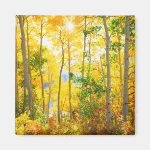 Aspen Trees In Fall Sierra Nevada Mountains, CA Magnet