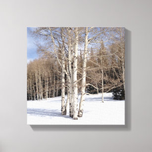 Aspen Trees in Snow Canvas Print