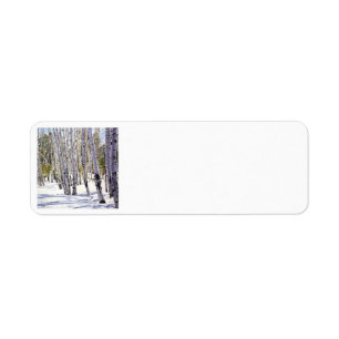 Aspen Trees in the Forest