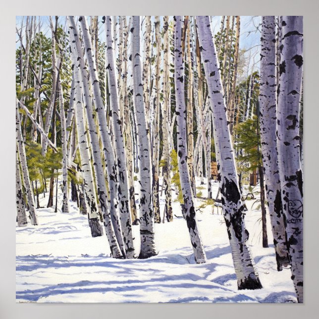 Aspen Trees in the Forest Poster (Front)