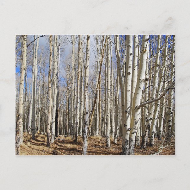 Aspen Trees in Winter Postcard (Front)