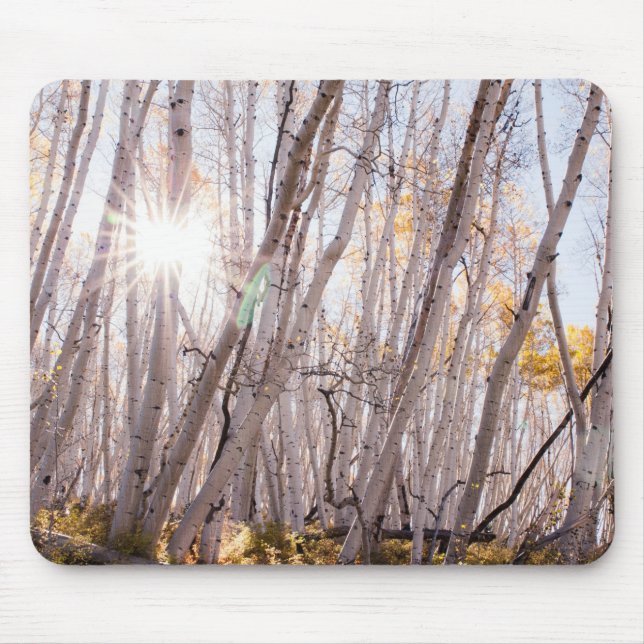 Aspen Trees Mouse Mat (Front)