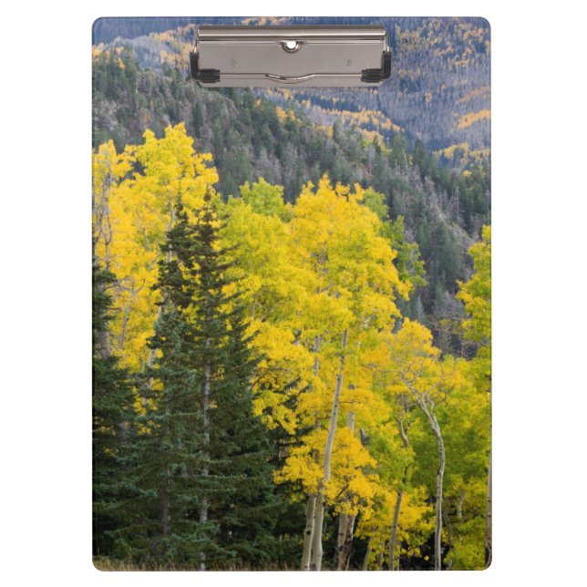 Aspen Trees (Populus Tremuloides) And Conifers 2 Clipboard (Front)
