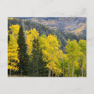 Aspen Trees (Populus Tremuloides) And Conifers 2 Postcard