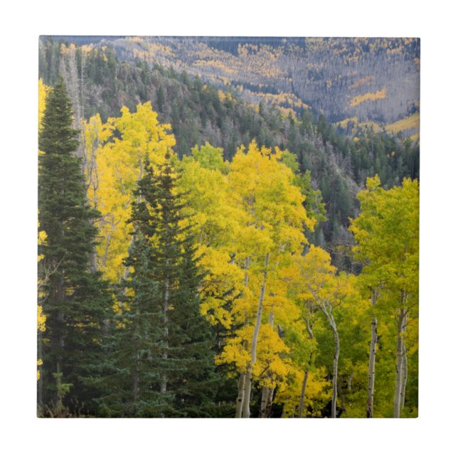 Aspen Trees (Populus Tremuloides) And Conifers 2 Tile (Front)