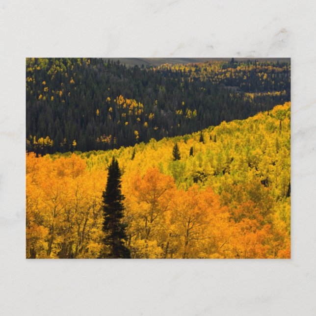 Aspen Trees (Populus Tremuloides) And Conifers Postcard (Front)