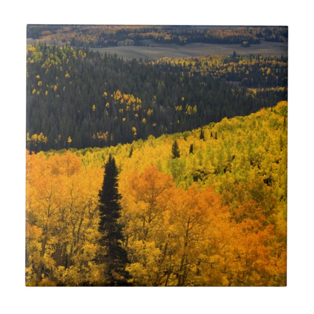 Aspen Trees (Populus Tremuloides) And Conifers Tile (Front)