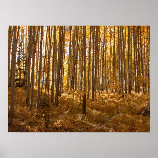 Aspen Trees Poster (Front)