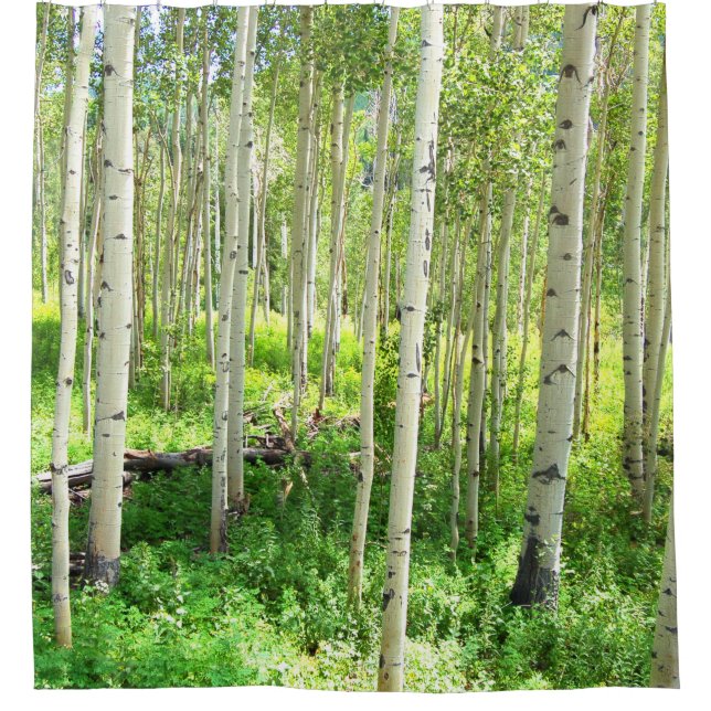 Aspen Trees Shower Curtain (Front)