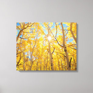 Aspen Trees   Sierra Nevada Mountains, CA Canvas Print