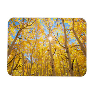 Aspen Trees Sierra Nevada Mountains, CA Magnet