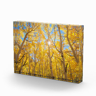 Aspen Trees Sierra Nevada Mountains, CA Photo Block