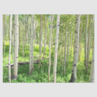 Aspen Trees