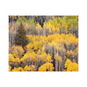 Aspen Trees   White River National Forest Canvas Print