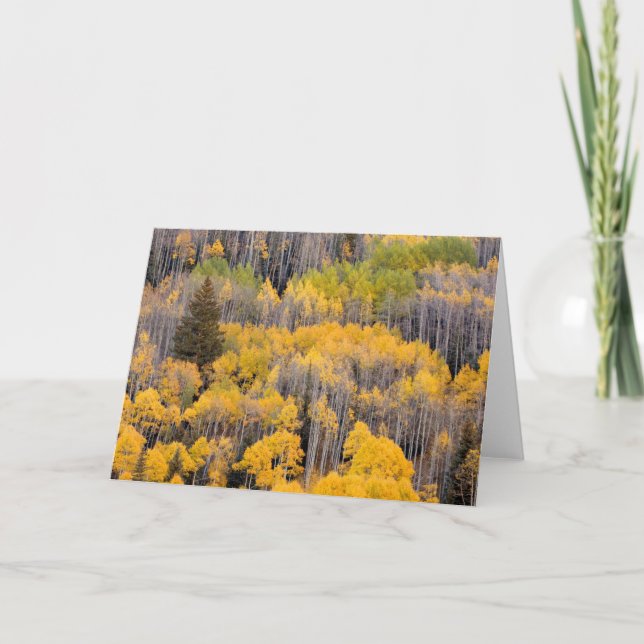 Aspen Trees | White River National Forest Card (Front)