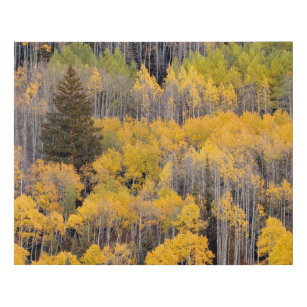 Aspen Trees   White River National Forest Faux Canvas Print